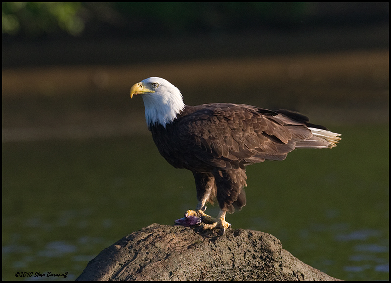 _0SB0463 american bald eagle.jpg